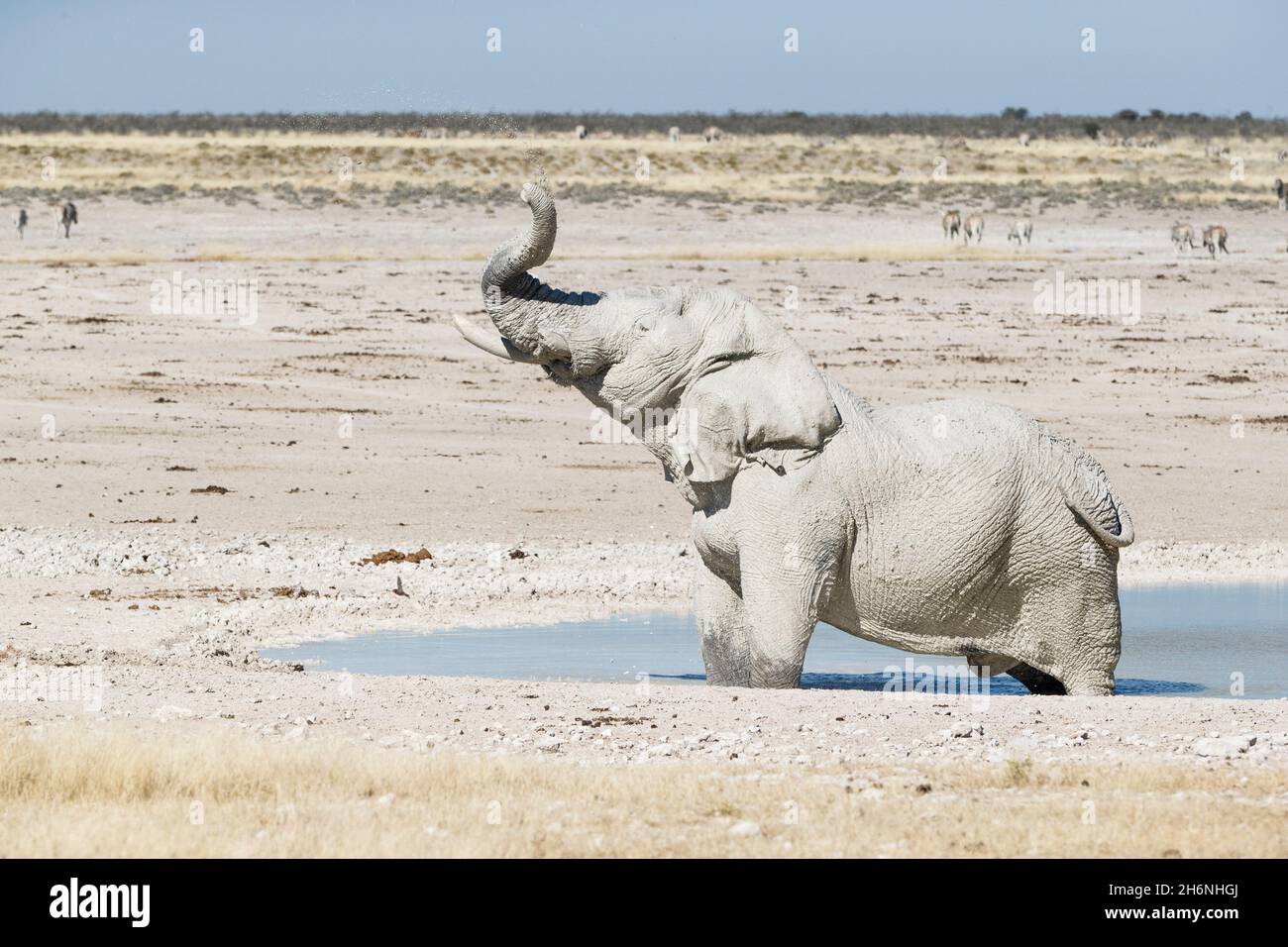 Bain de boue de taureau d'éléphant d'Afrique (Loxodonta africana) dans un trou d'eau. Parc national d'Etosha, Namibie Banque D'Images