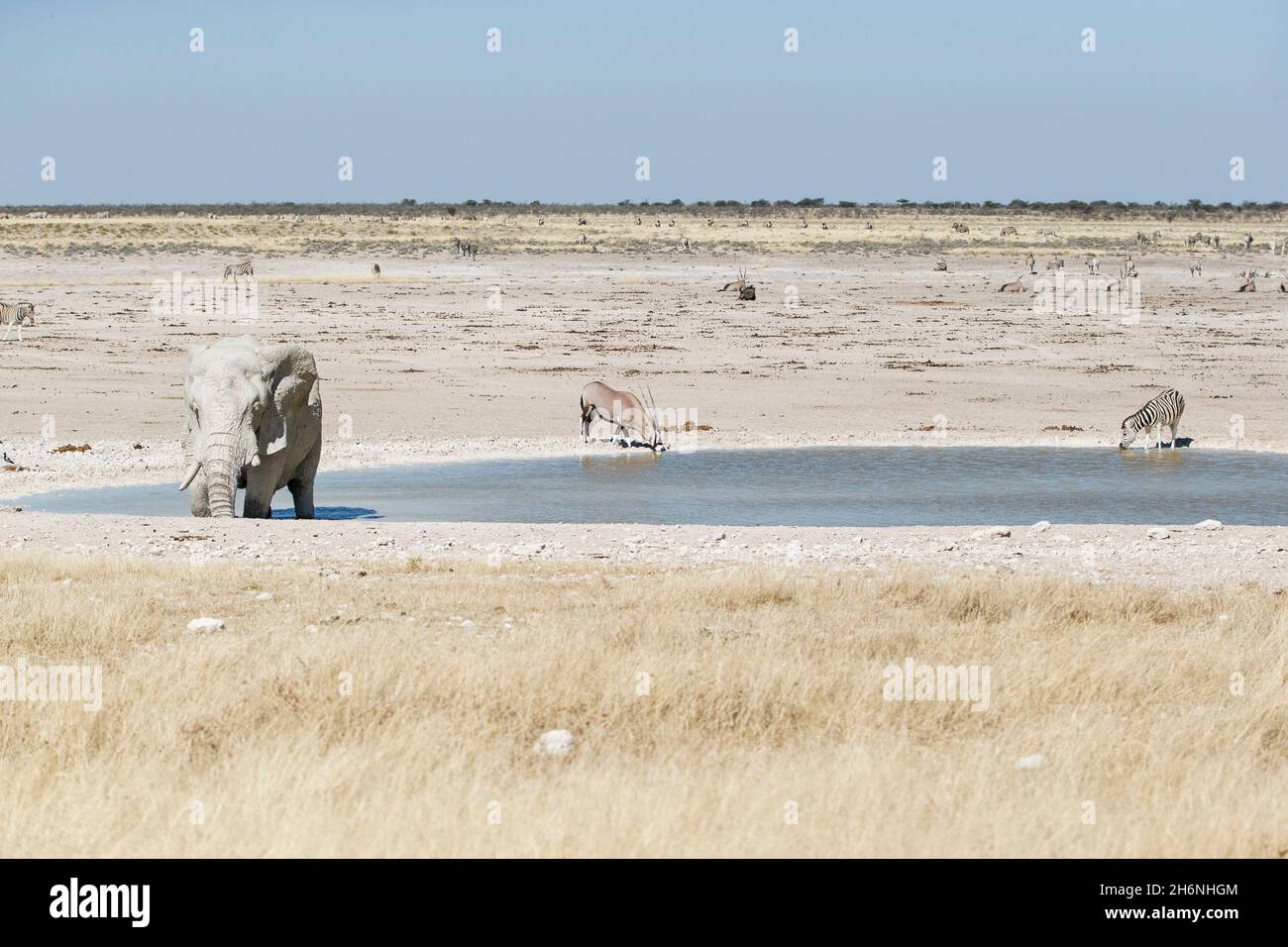 Bain de boue de taureau d'éléphant d'Afrique (Loxodonta africana) dans le trou d'eau.Parc national d'Etosha, Namibie Banque D'Images