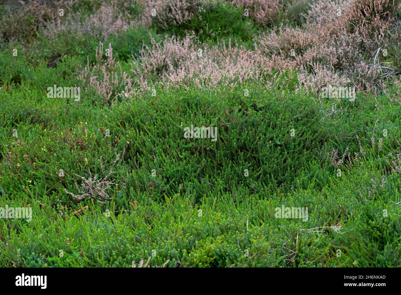 Crowberry noire (Empetrum nigrum), peuplement dense en vert luxuriant, lande fanée entre les deux, réserve naturelle de Windelberg, Basse-Saxe, Allemagne Banque D'Images