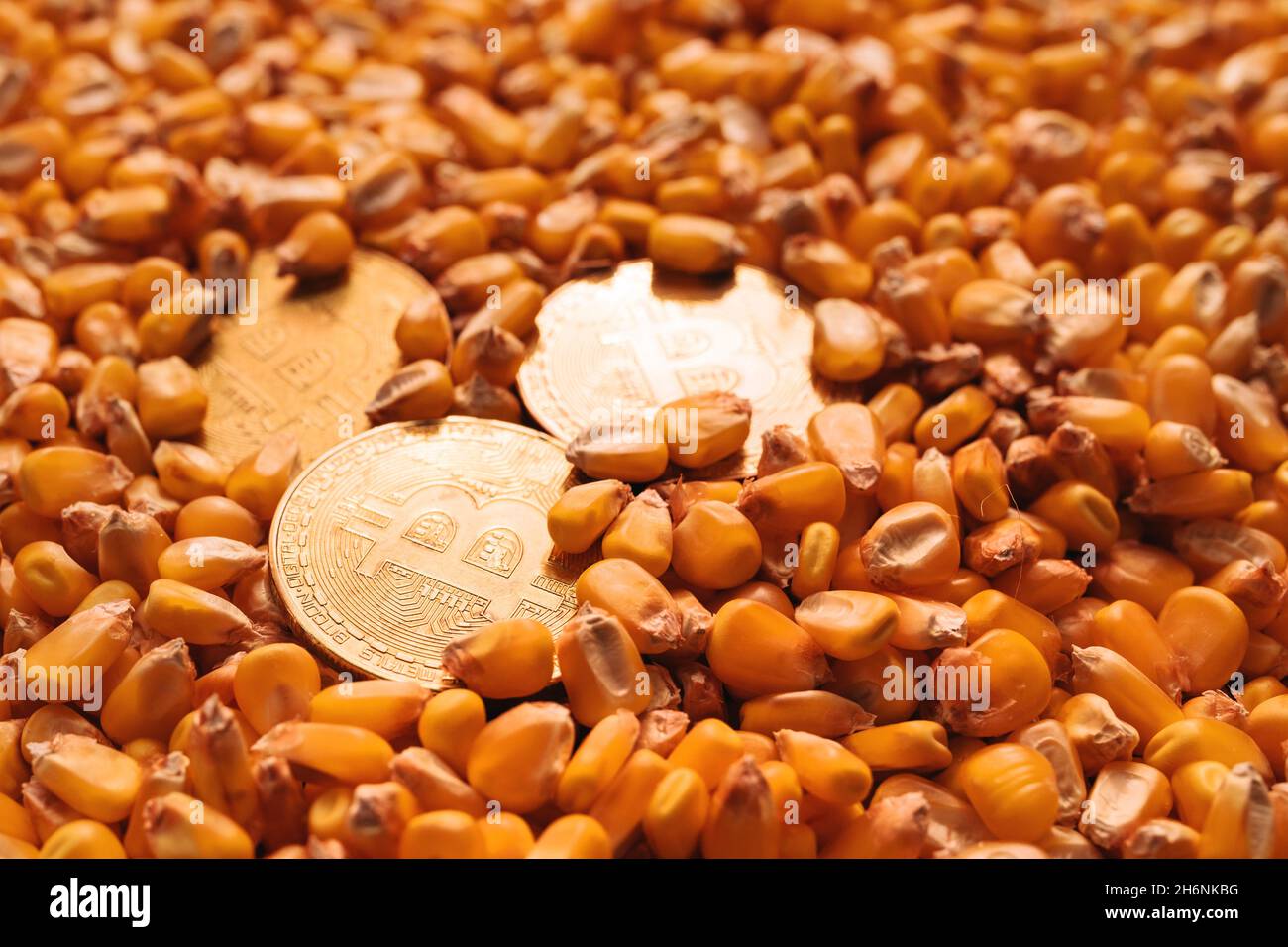 Le Bitcoin d'or pièces dans le grain de maïs récolté, le concept des marchés financiers et des matières premières Banque D'Images