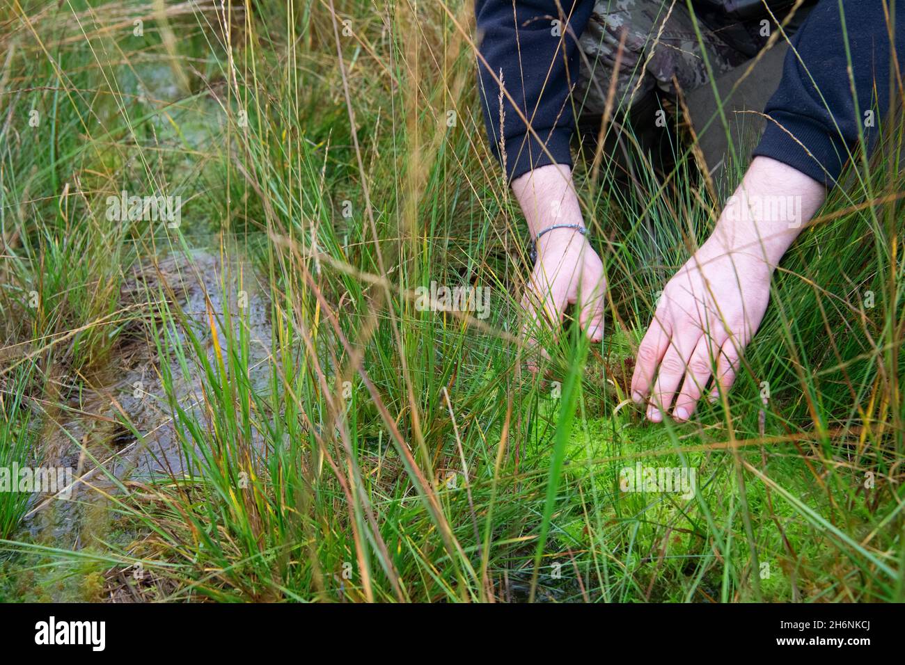La protection des moûtes est la protection du climat, la réintroduction de la tourbe cultivée (Sphagnum) à Leegmoor, Basse-Saxe, Allemagne Banque D'Images