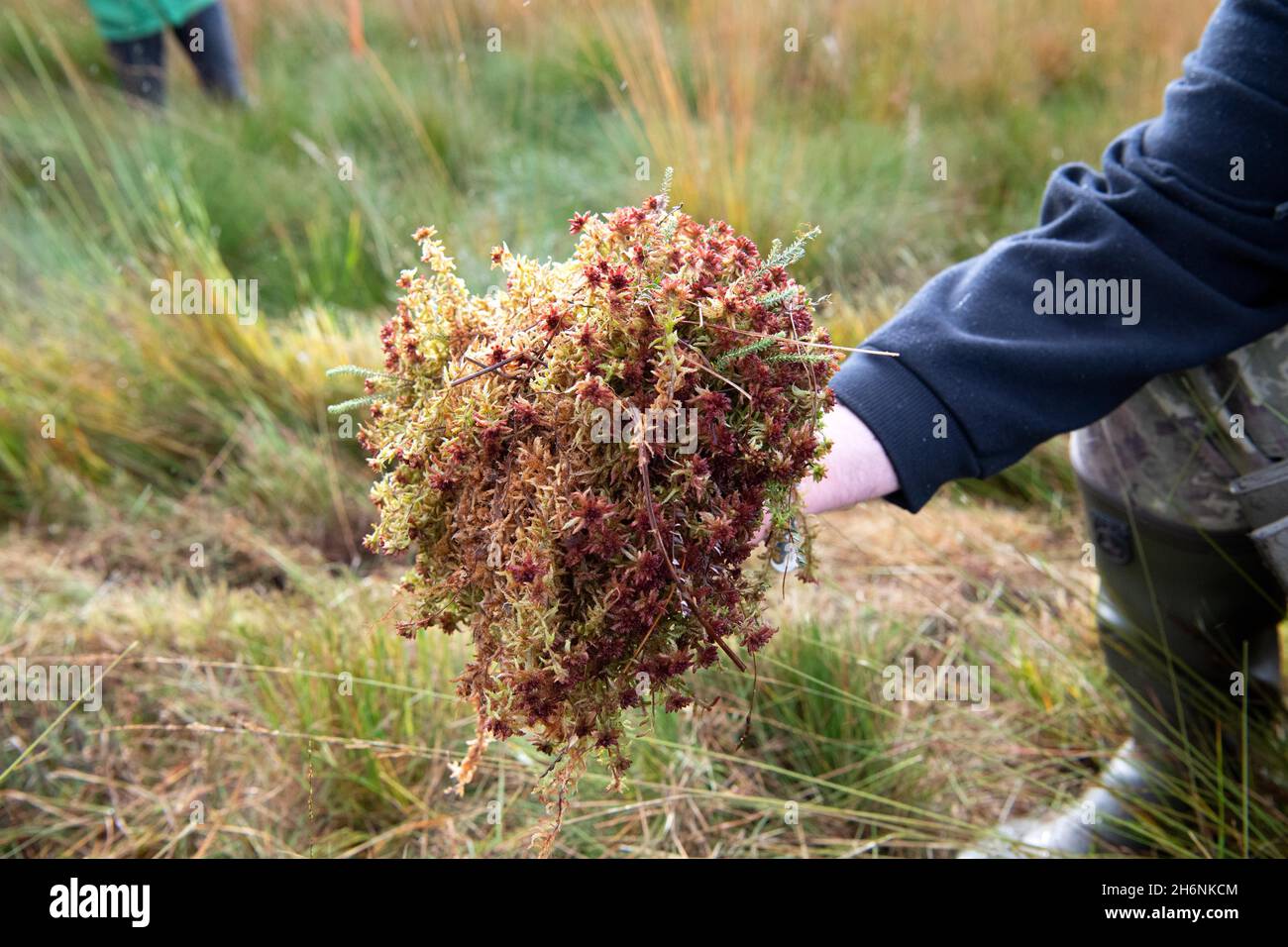 La protection des moûtes est la protection du climat, la réintroduction de la tourbe cultivée (Sphagnum) à Leegmoor, Basse-Saxe, Allemagne Banque D'Images
