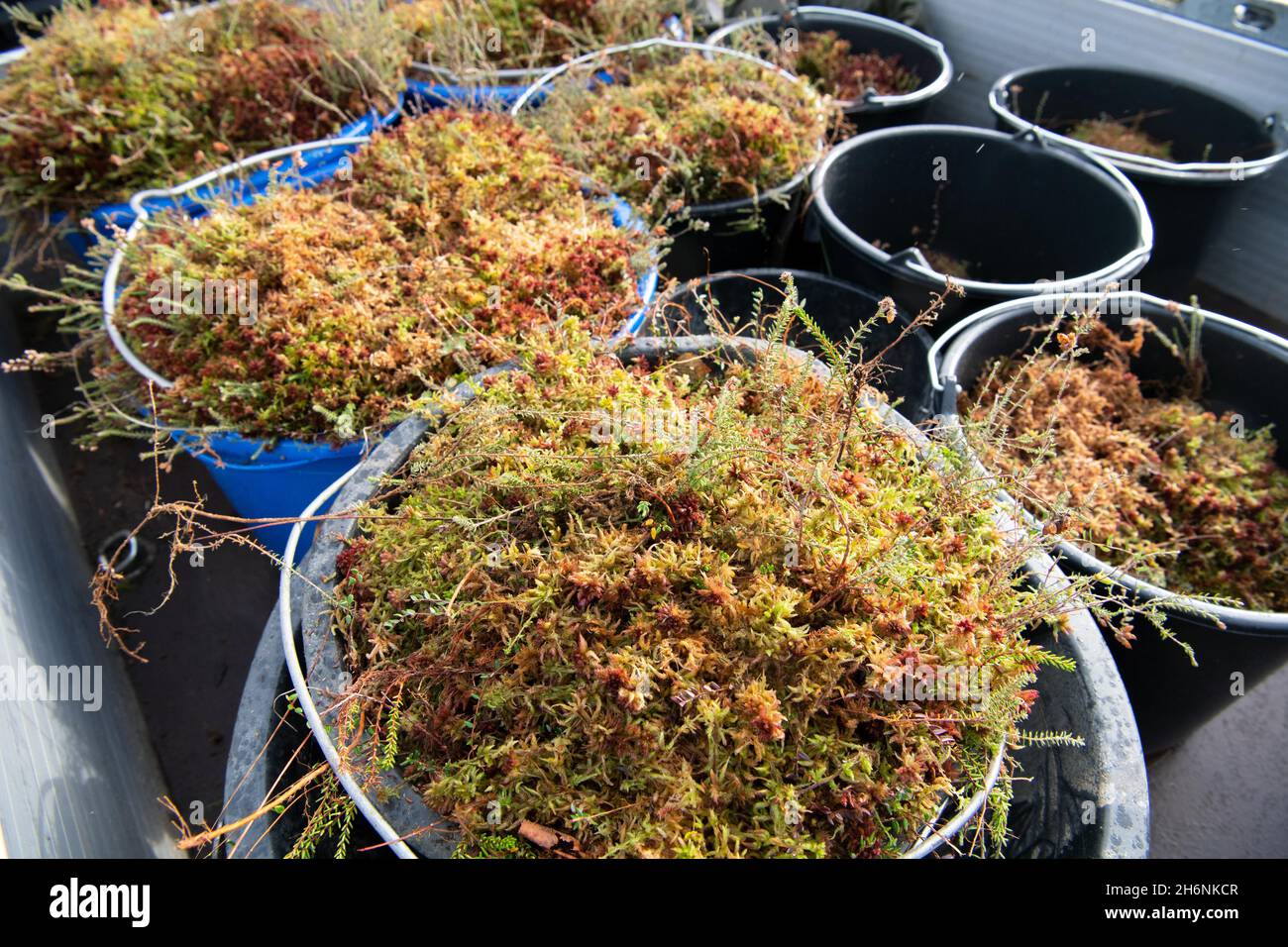 La protection des moûtes est la protection du climat, la réintroduction de la tourbe cultivée (Sphagnum) à Leegmoor, Basse-Saxe, Allemagne Banque D'Images