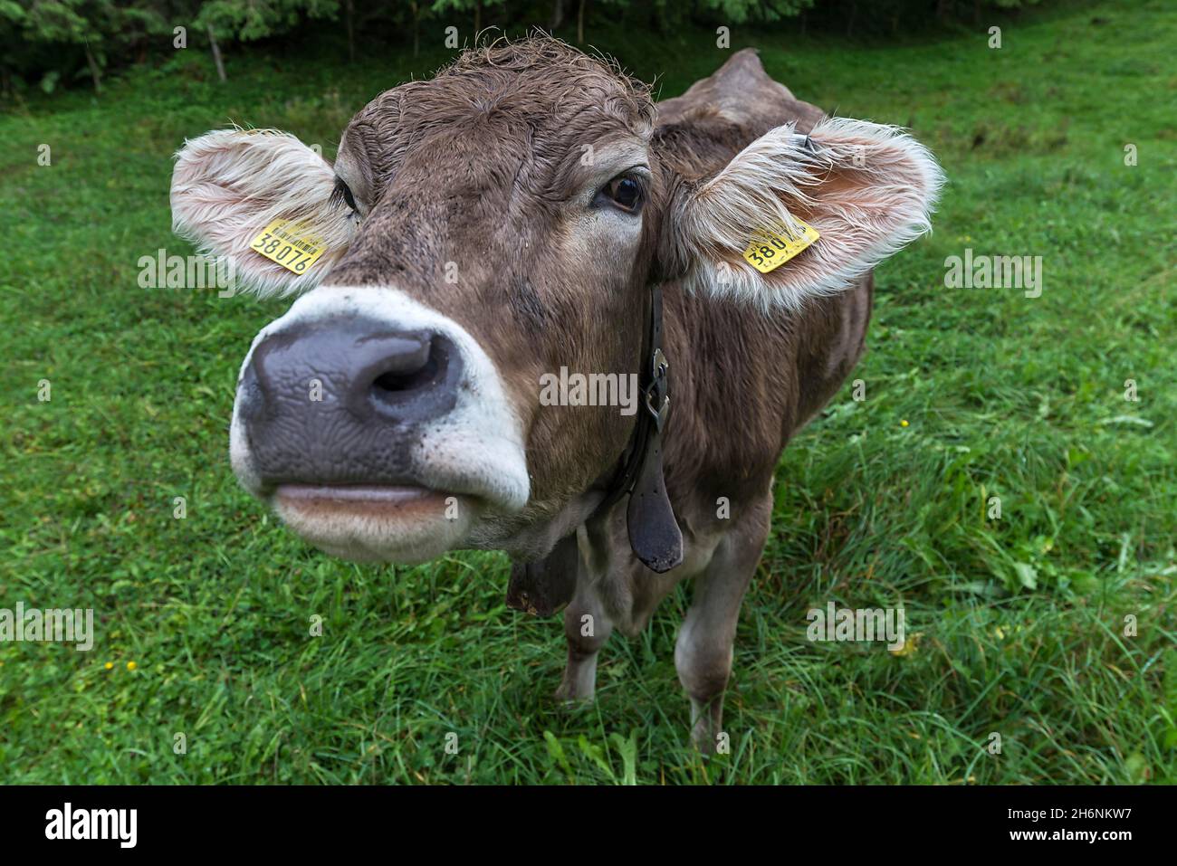 Vache Allgaeu dans un pré, portrait, Bad Hindelang, Allgaeu, Bavière,Allemagne Banque D'Images