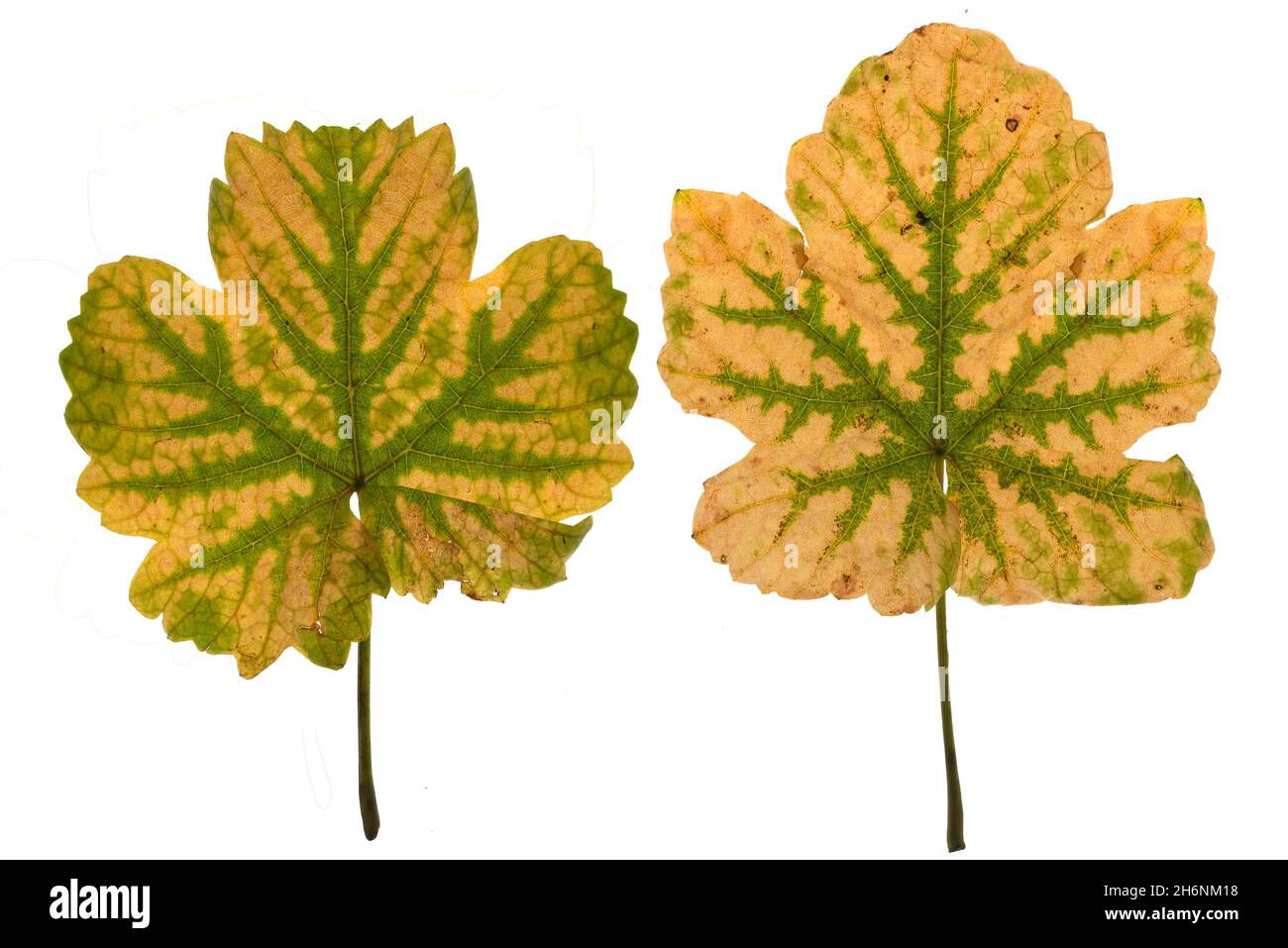 Cépage d'automne (Vitis vinifera) sur fond blanc, tourné en studio, Bavière, Allemagne Banque D'Images