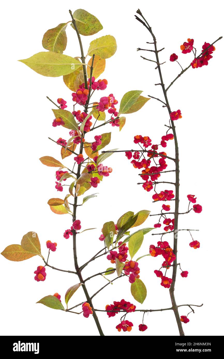 Fleurs sur buisson de broche, également fusée européenne (Euonymus europaeus) sur sol blanc, photo studio, Bavière, Allemagne Banque D'Images