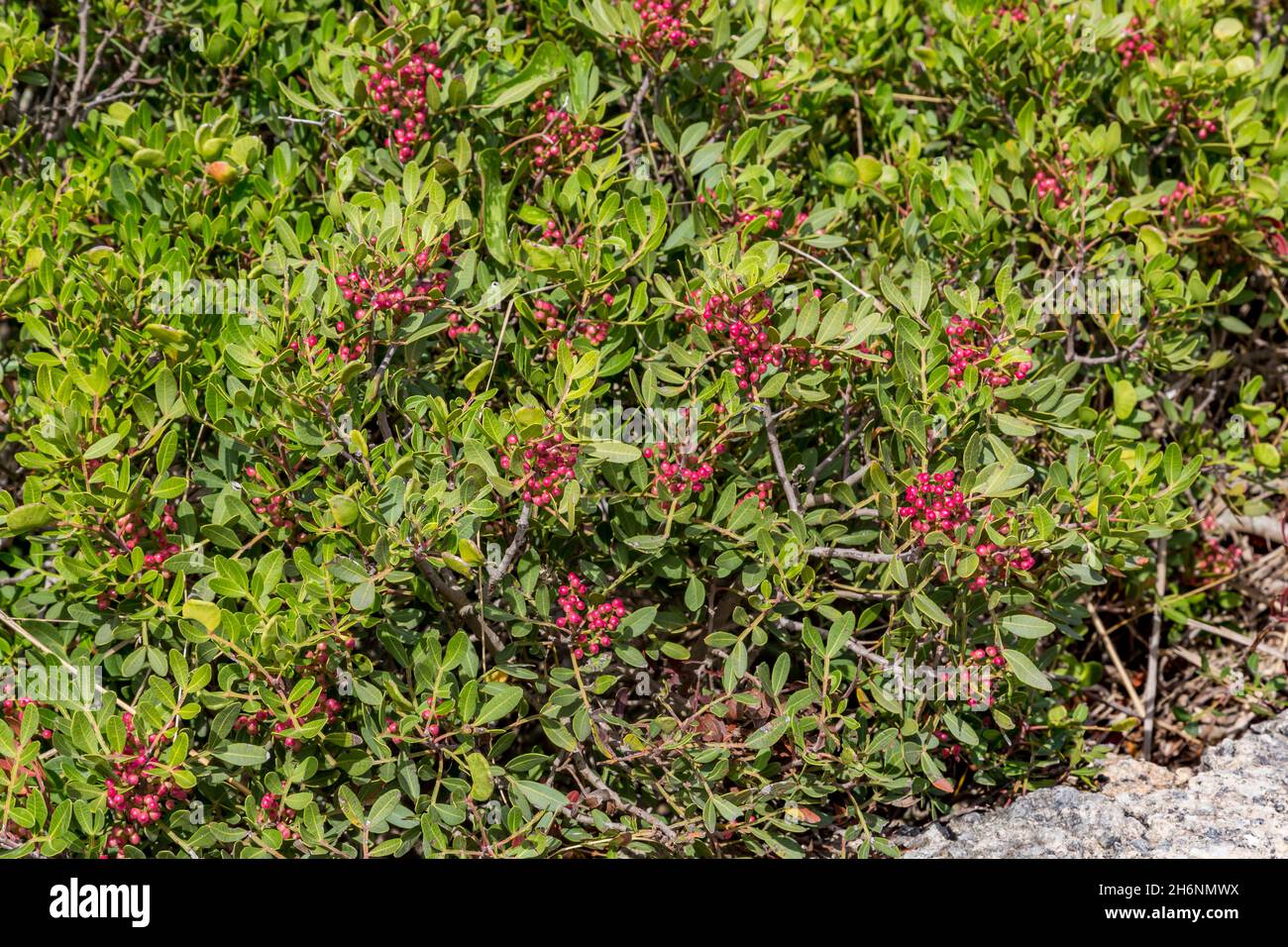 Mastic (Pistacia lentiscus), arbuste de mastic, Monte del Toro, 357 m, baie de Fornells,Es Mercadal, Minorque, Iles Baléares, Espagne Banque D'Images