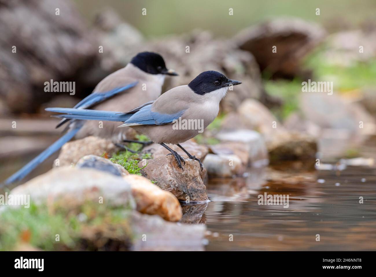 Magpies ailées d'azur (Cyanopica cyana) à l'eau, Andalousie, Espagne Banque D'Images