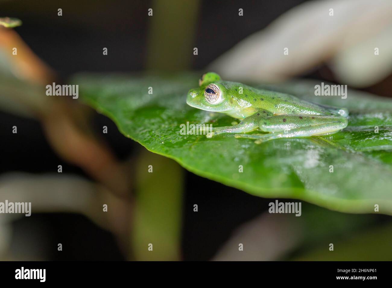 Grenouille d'émeraude (Espadarana prosoblepon) sur la feuille, région de Sarapiqui, Costa Rica Banque D'Images
