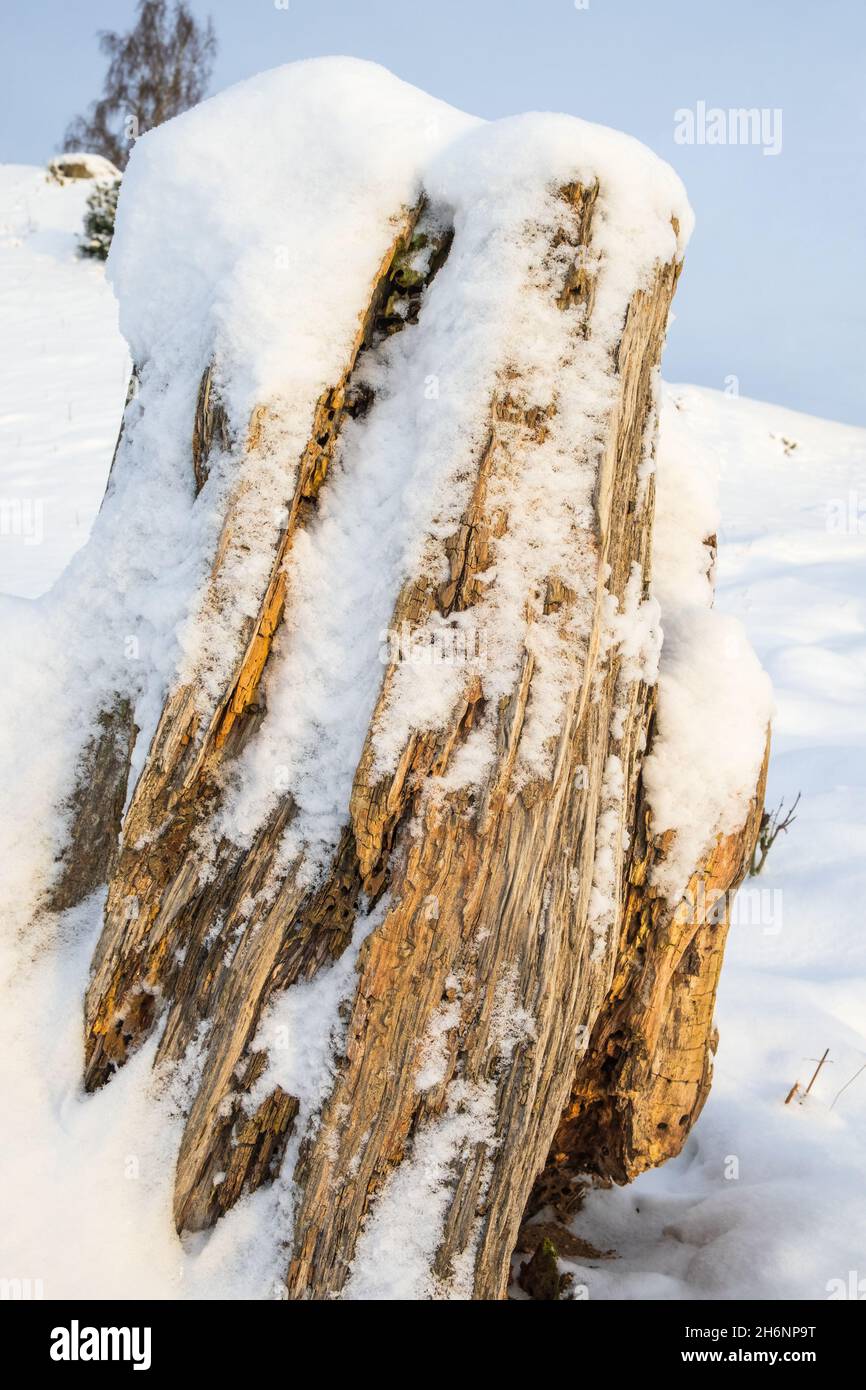Souche d'arbre délabrée avec de la neige Banque D'Images