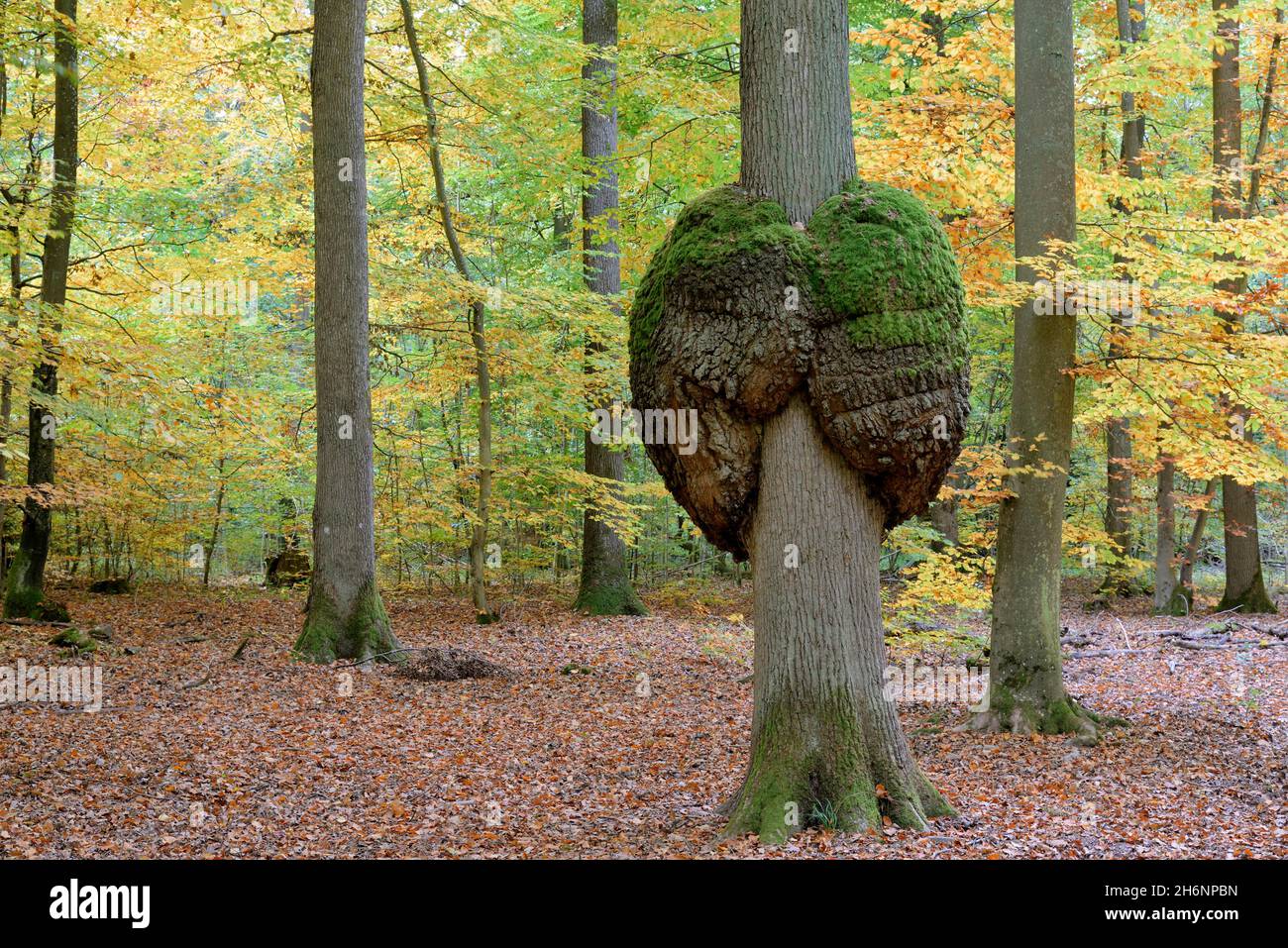 Chêne (Quercus), tronc d'arbre à croissance, cancer du chêne, forêt d'automne, Moselle, Rhénanie-Palatinat,Allemagne Banque D'Images