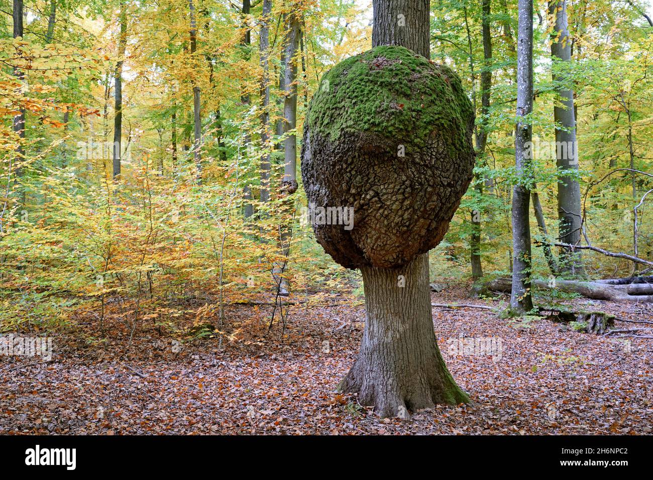 Chêne (Quercus), tronc d'arbre à croissance, cancer du chêne, forêt d'automne, Moselle, Rhénanie-Palatinat,Allemagne Banque D'Images