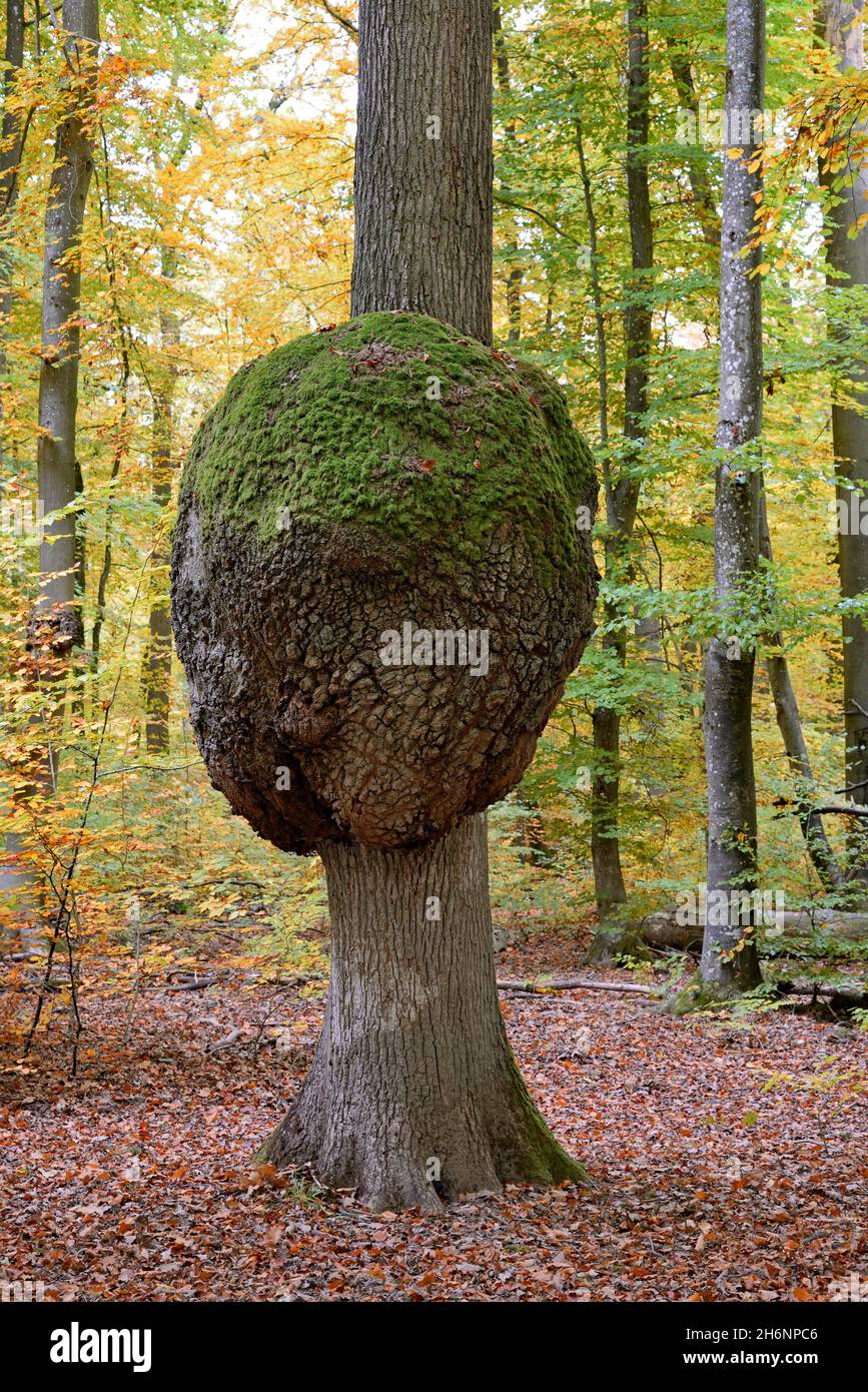 Chêne (Quercus), tronc d'arbre à croissance, cancer du chêne, forêt d'automne, Moselle, Rhénanie-Palatinat,Allemagne Banque D'Images