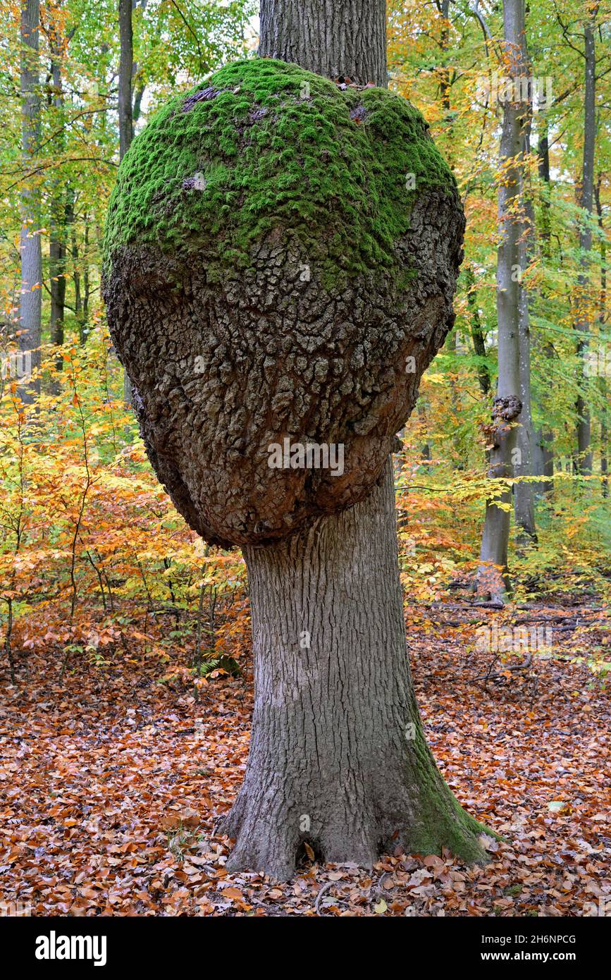 Chêne (Quercus), tronc d'arbre à croissance, cancer du chêne, forêt d'automne, Moselle, Rhénanie-Palatinat,Allemagne Banque D'Images