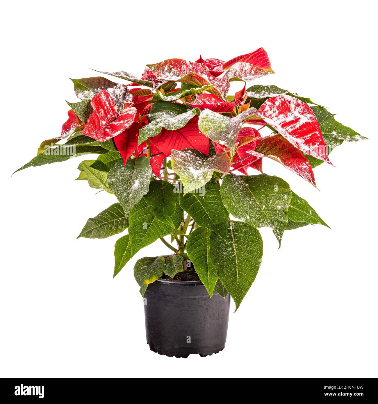 Fleur rouge de Noël avec décoration enneigée sur fond blanc, Poinsettia Banque D'Images