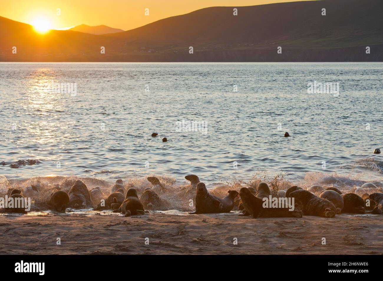 Phoques au lever du soleil sur les îles Blasket, Dunquin, péninsule de Dingle, comté de Kerry, Irlande Banque D'Images