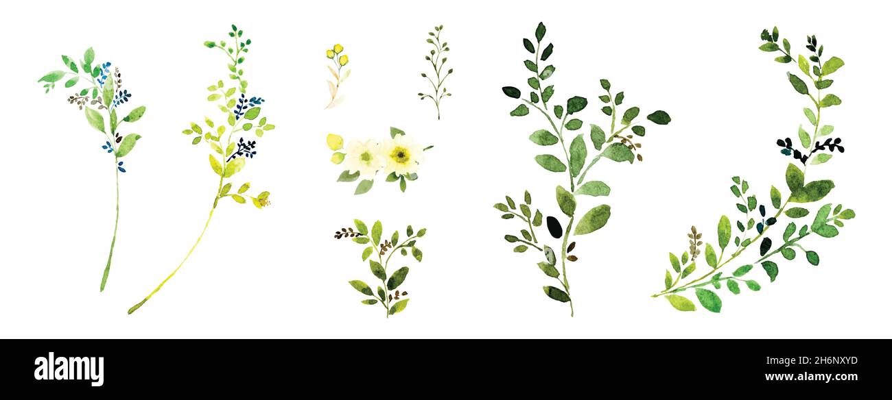 Ensemble de branches de feuilles vertes pour aquarelles.Composition botanique aquarelle peinte à la main isolée sur fond blanc, adaptée à la botanica naturelle Illustration de Vecteur