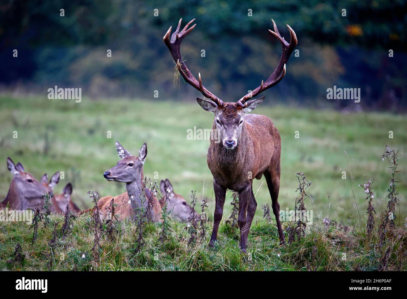 Cerf rouge se préparant à la rut annuelle Banque D'Images