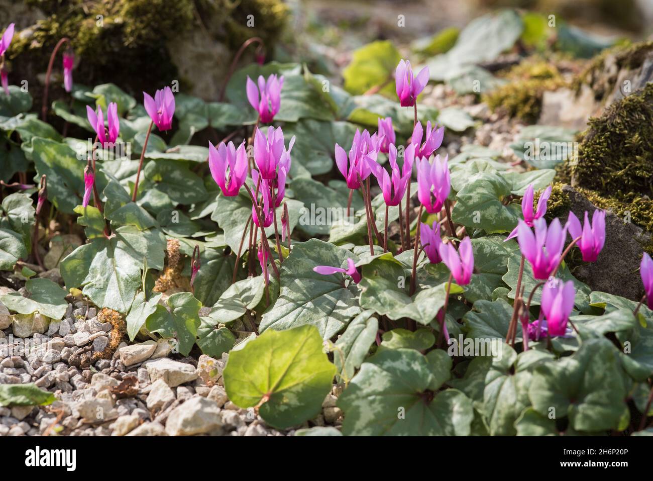 Cyclamen alpin, Cyclamen purpurascens.Belles fleurs roses frappantes ...
