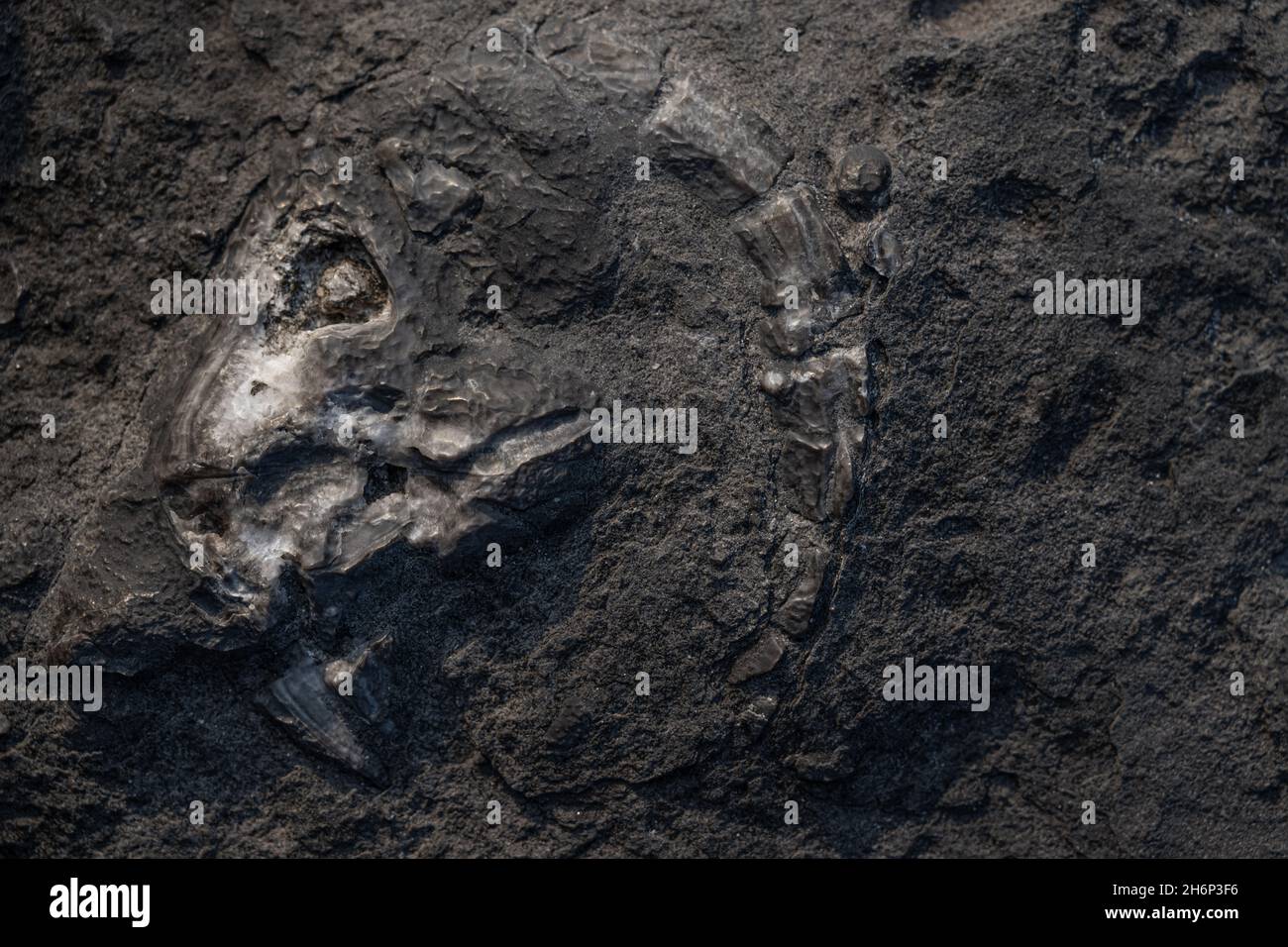 Crâne fossilisé d'une chèvre dans une formation rocheuse à la baie d'Authie près de Berck sur mer en France.Même l'oeil, les dents et les cornes sont bien conservés Banque D'Images