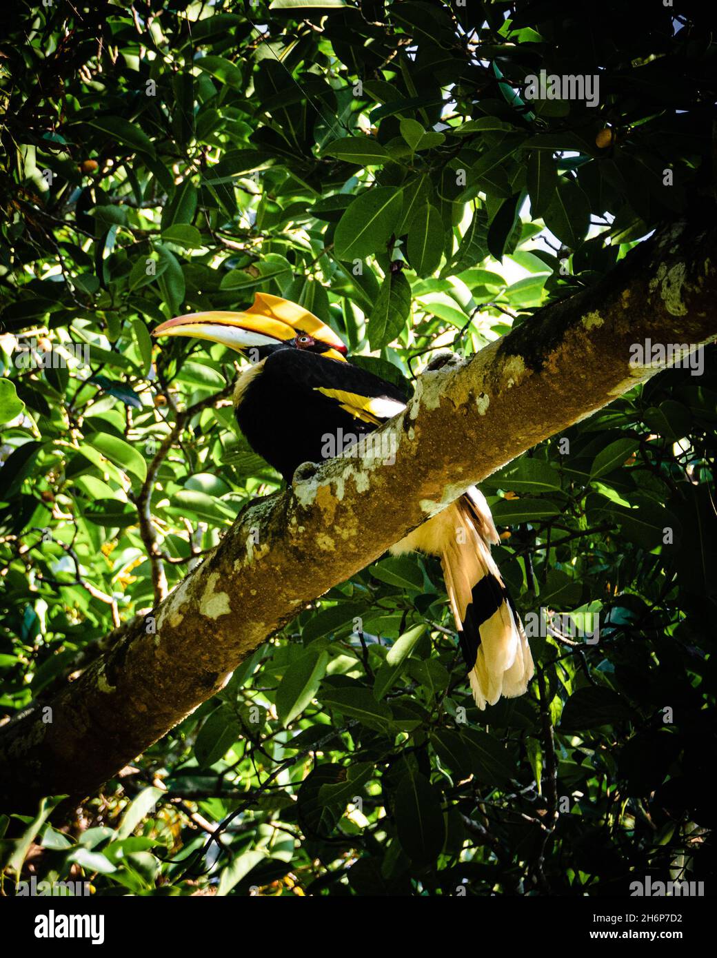 Hornbill est le plus grand oiseau de Thaïlande.Photo prise au parc national de Khao Yai. Banque D'Images