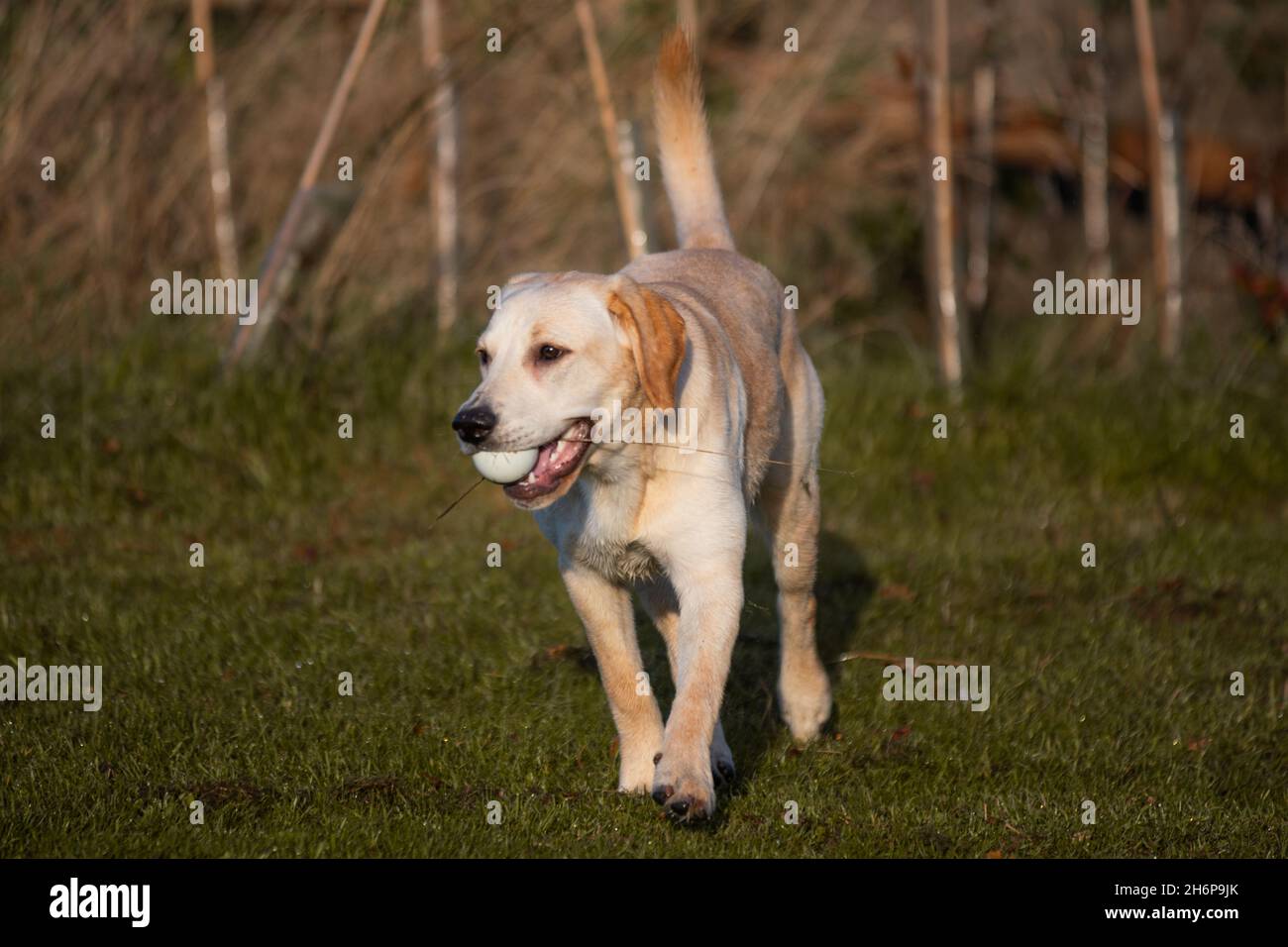 Beau jeune Golden Labrador photographié à l'extérieur sur un fond d'automne. Banque D'Images
