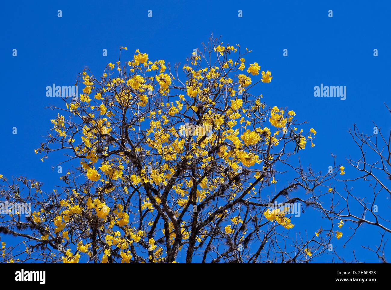 Trompette d'or ou ipe jaune (Handroanthus chrysotrichus), Tiradentes, Brésil Banque D'Images