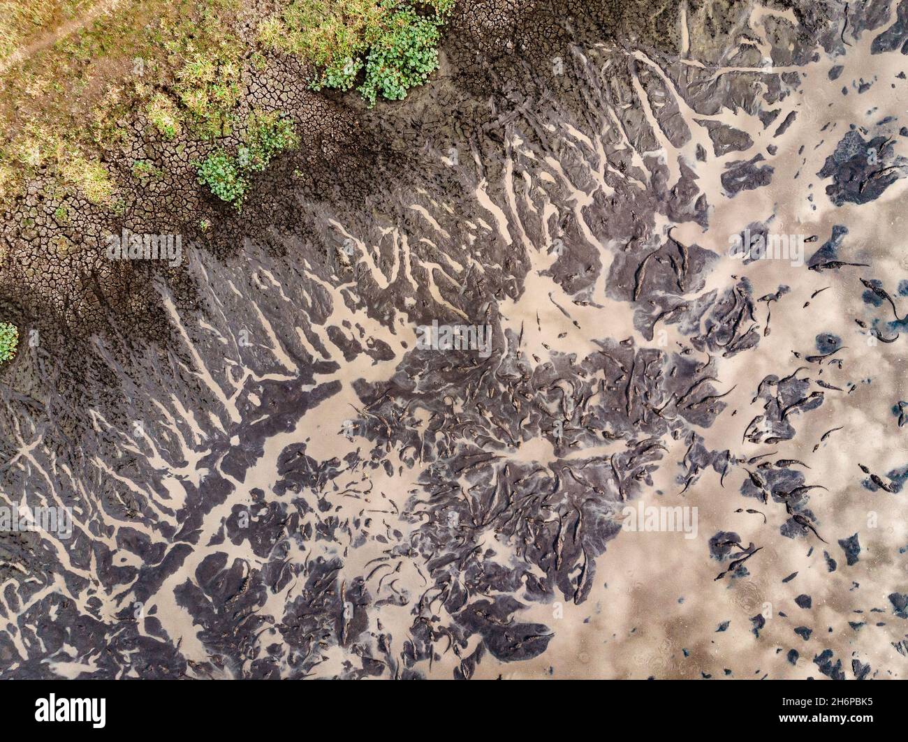 Beaucoup de caimans se rassemblent à un trou de boue/eau pendant une saison sèche extrême dans le Pantanal du Brésil Banque D'Images