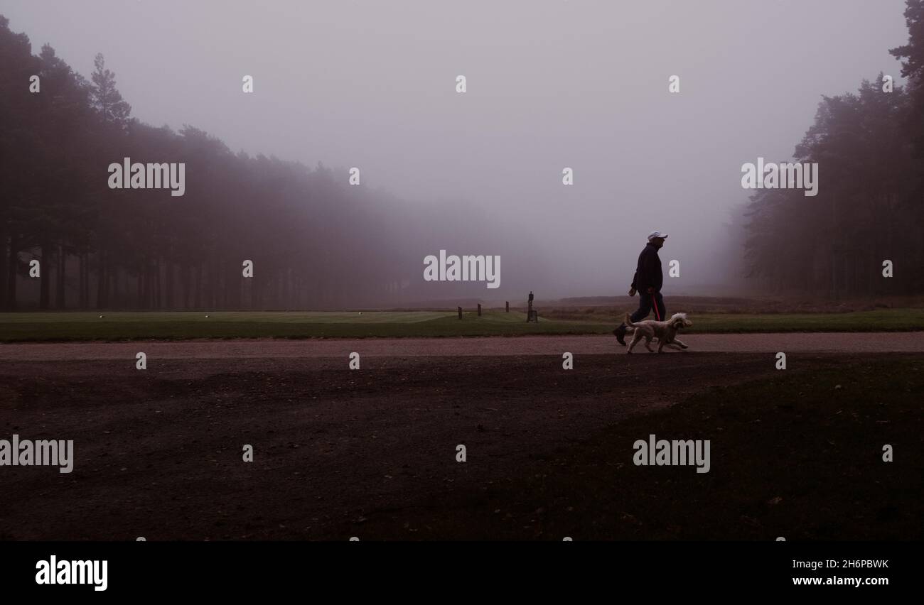 Un homme promenant un chien blanc dans le brouillard tôt le matin à Sunningdale Heath Golf course Berkshire Royaume-Uni Banque D'Images