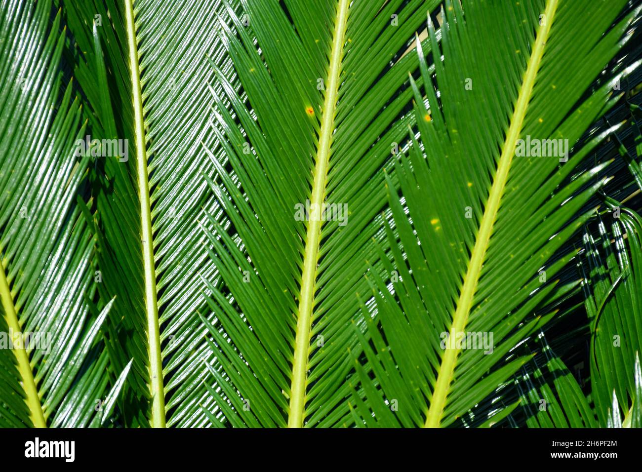 Long étroit Spiky Green sagou palmier Cycas Revoluta, feuilles Banque D'Images