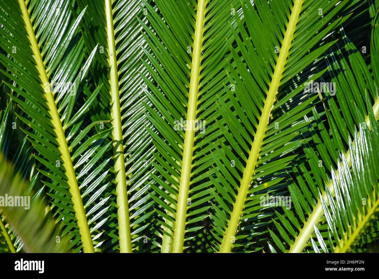Long étroit Spiky Green sagou palmier Cycas Revoluta, feuilles Banque D'Images