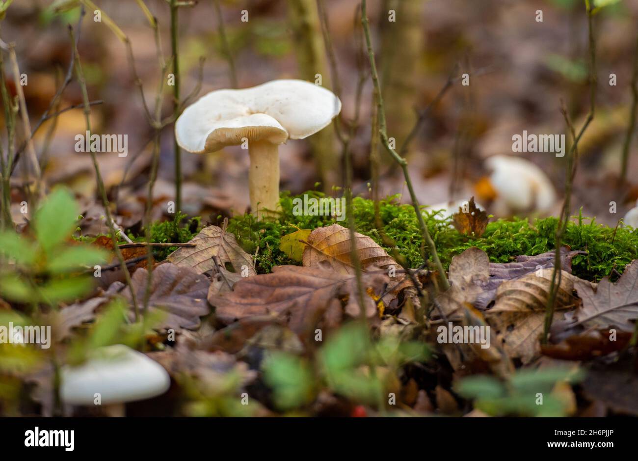 Champignon pâle-spore, Arnside, Milnthorpe, Cumbria, Royaume-Uni Banque D'Images