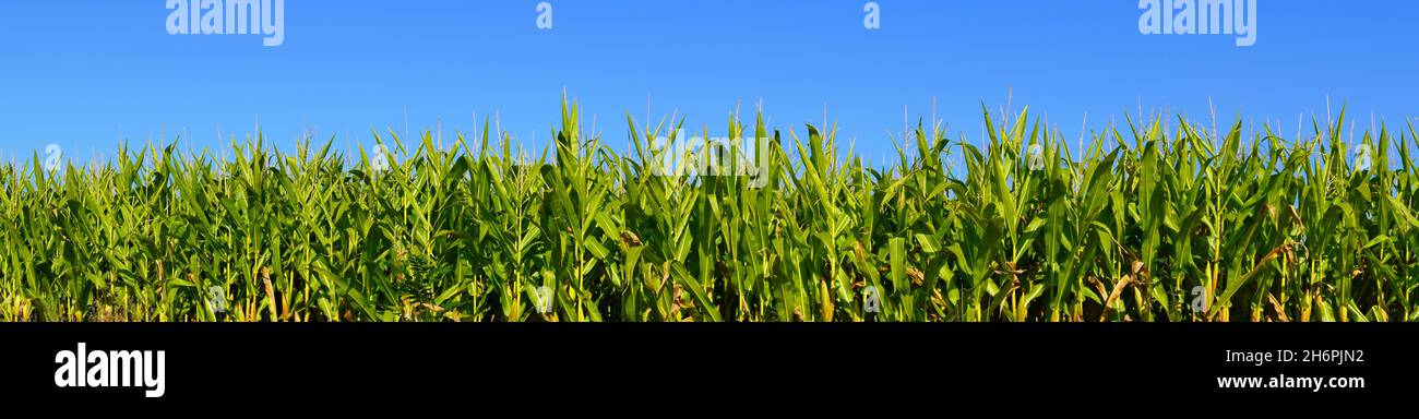 Photo panoramique d'un champ de maïs avec des plantes vertes et un ciel bleu en arrière-plan. Banque D'Images