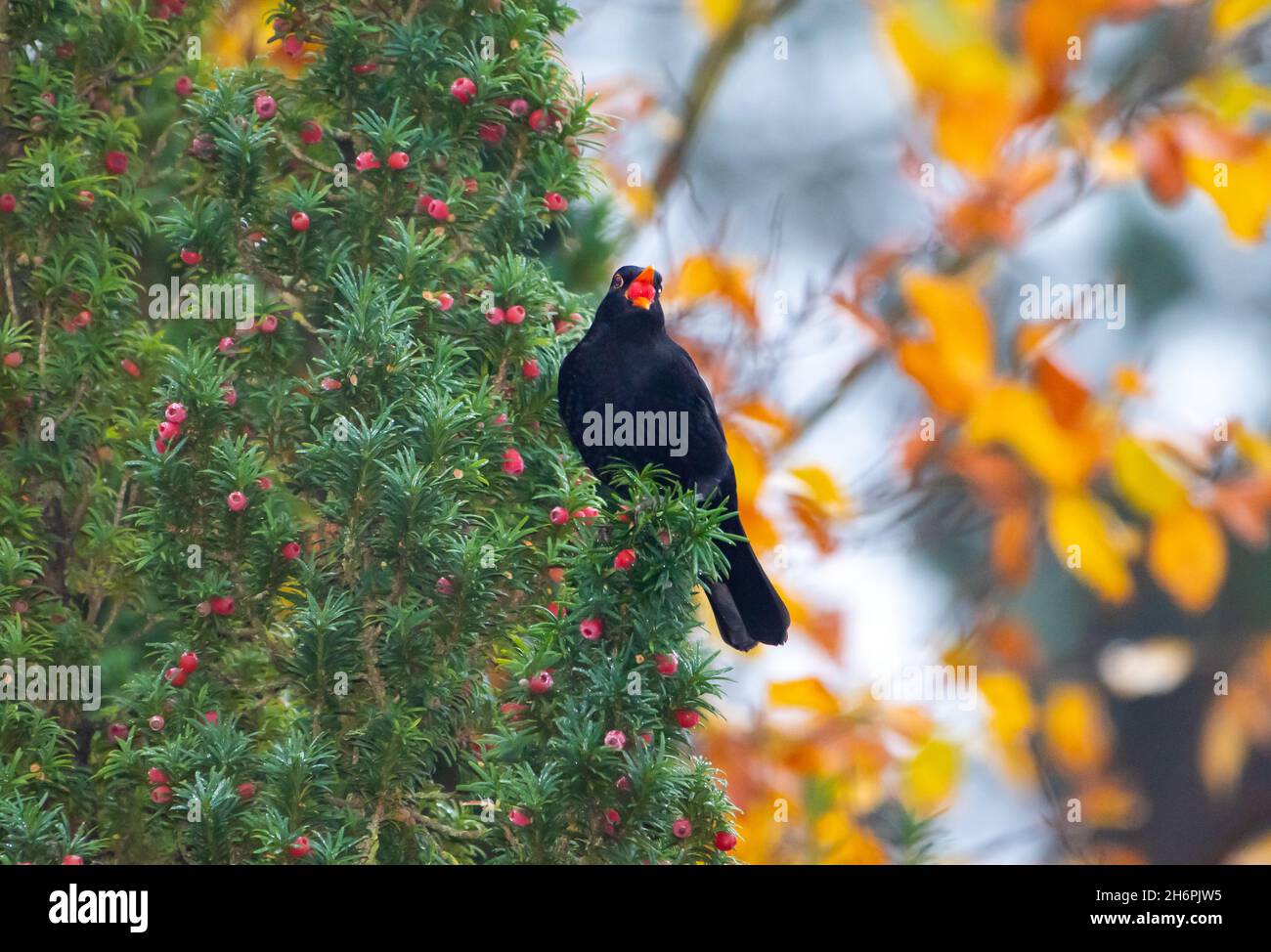 Un Blackbird mâle dans un yew Tree, Chipping, Preston, Lancashire.ROYAUME-UNI Banque D'Images