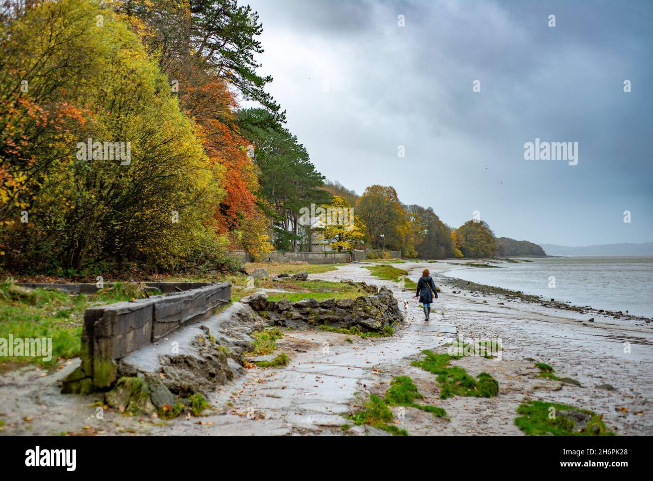 Feuilles d'automne, Arnside, Milnthorpe, Cumbria, Royaume-Uni Banque D'Images