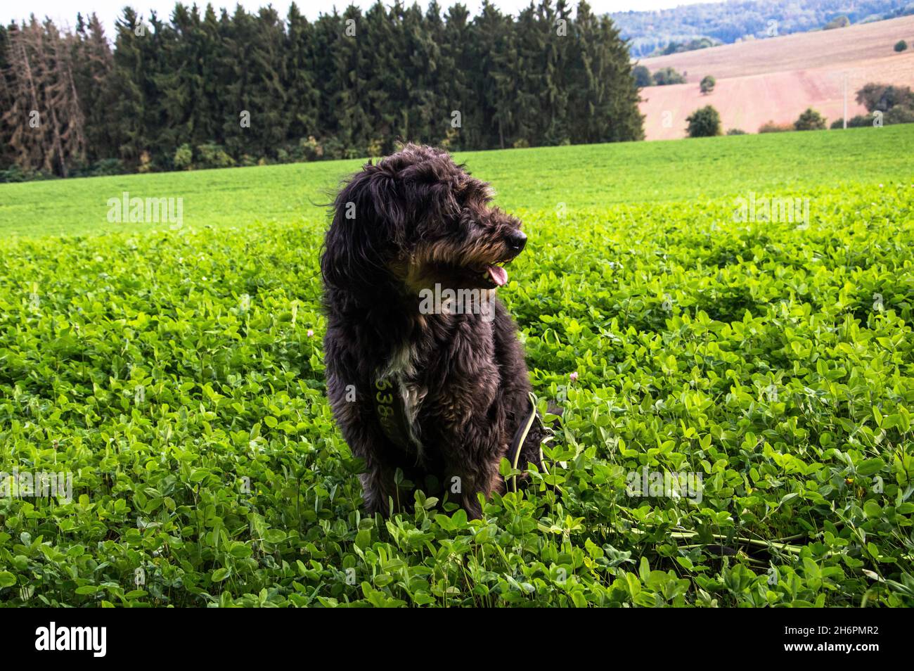 Beierung und Verkauf von Wüber Banque D'Images