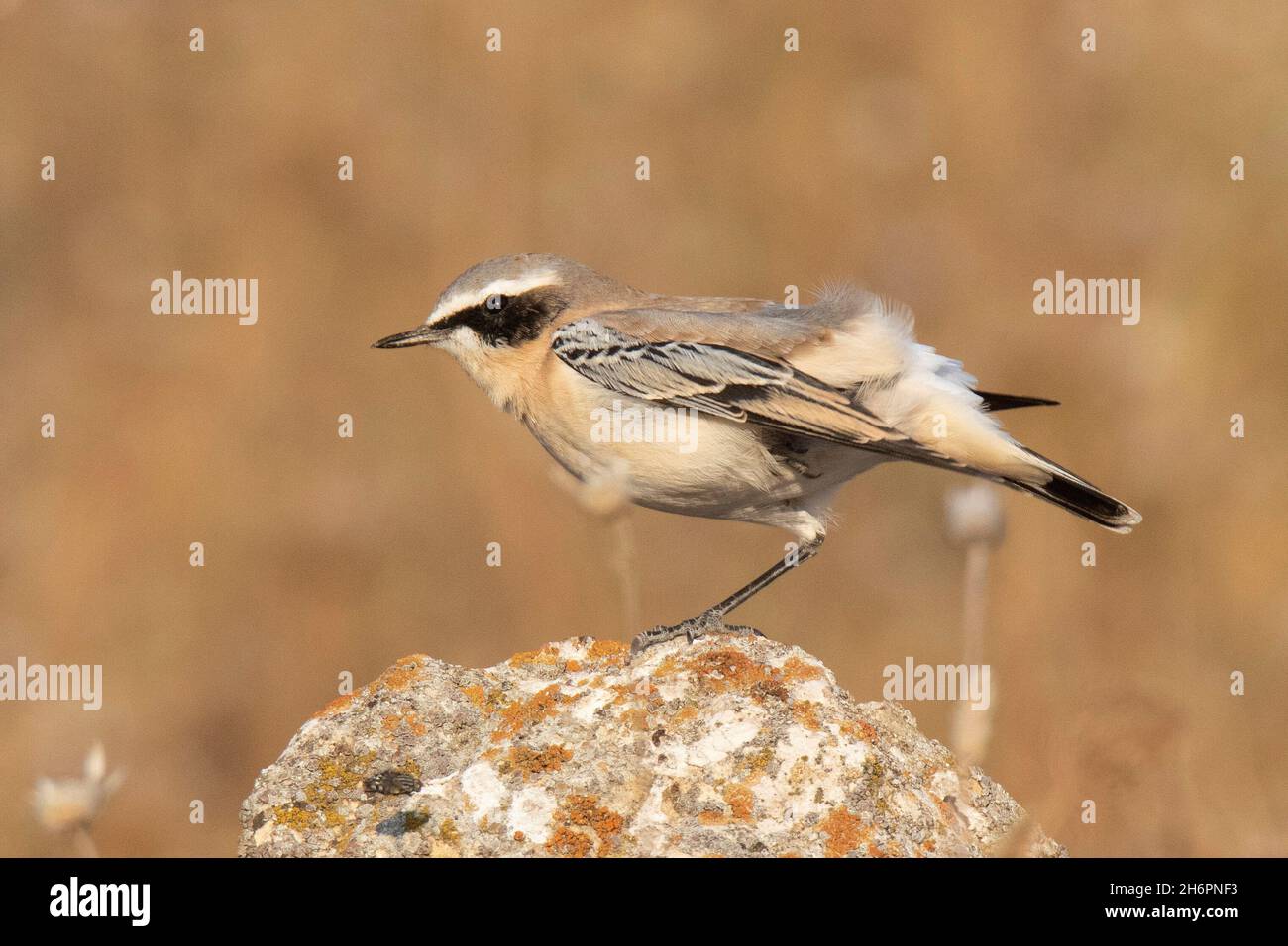 Petit-lait ou petit-lait (Oenanthe oenanthe) Banque D'Images