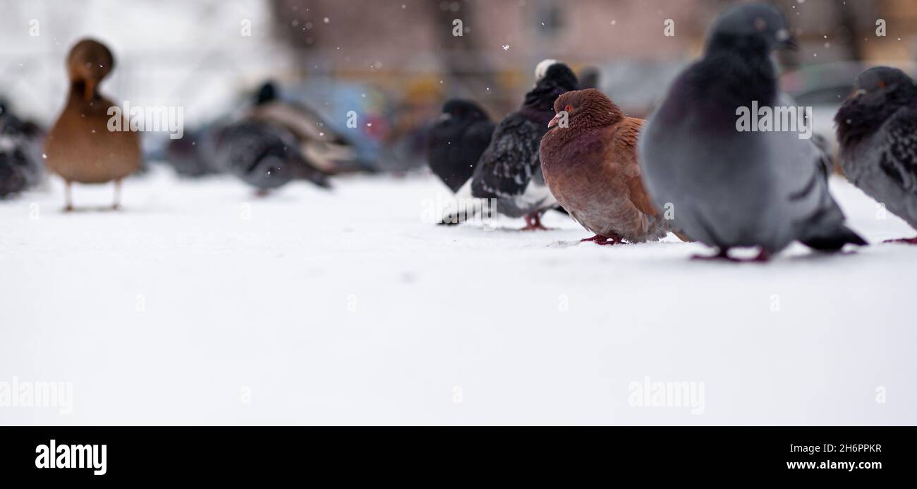 De magnifiques pigeons s'assoient dans la neige dans le parc de la ville en hiver.Gros plan des pigeons en hiver sur la place du parc.Les oiseaux dans le froid attendent f Banque D'Images