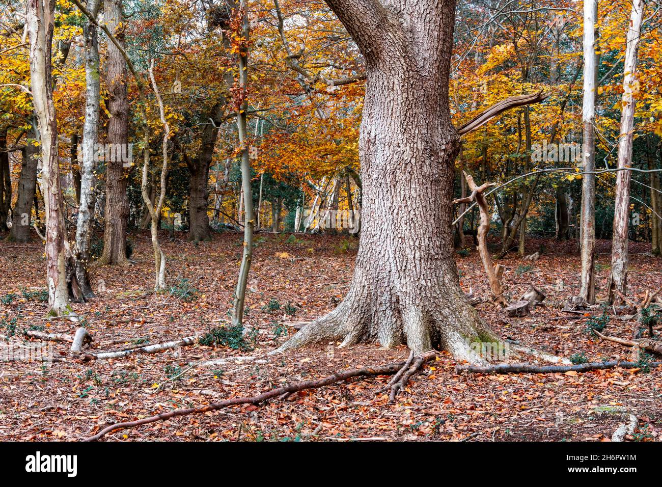Arbres dans une forêt ornée de feuilles d'automne dorées qui soufflent bientôt dans le vent et la pluie, bois de Burnham, Buckinghamshire, Royaume-Uni Banque D'Images