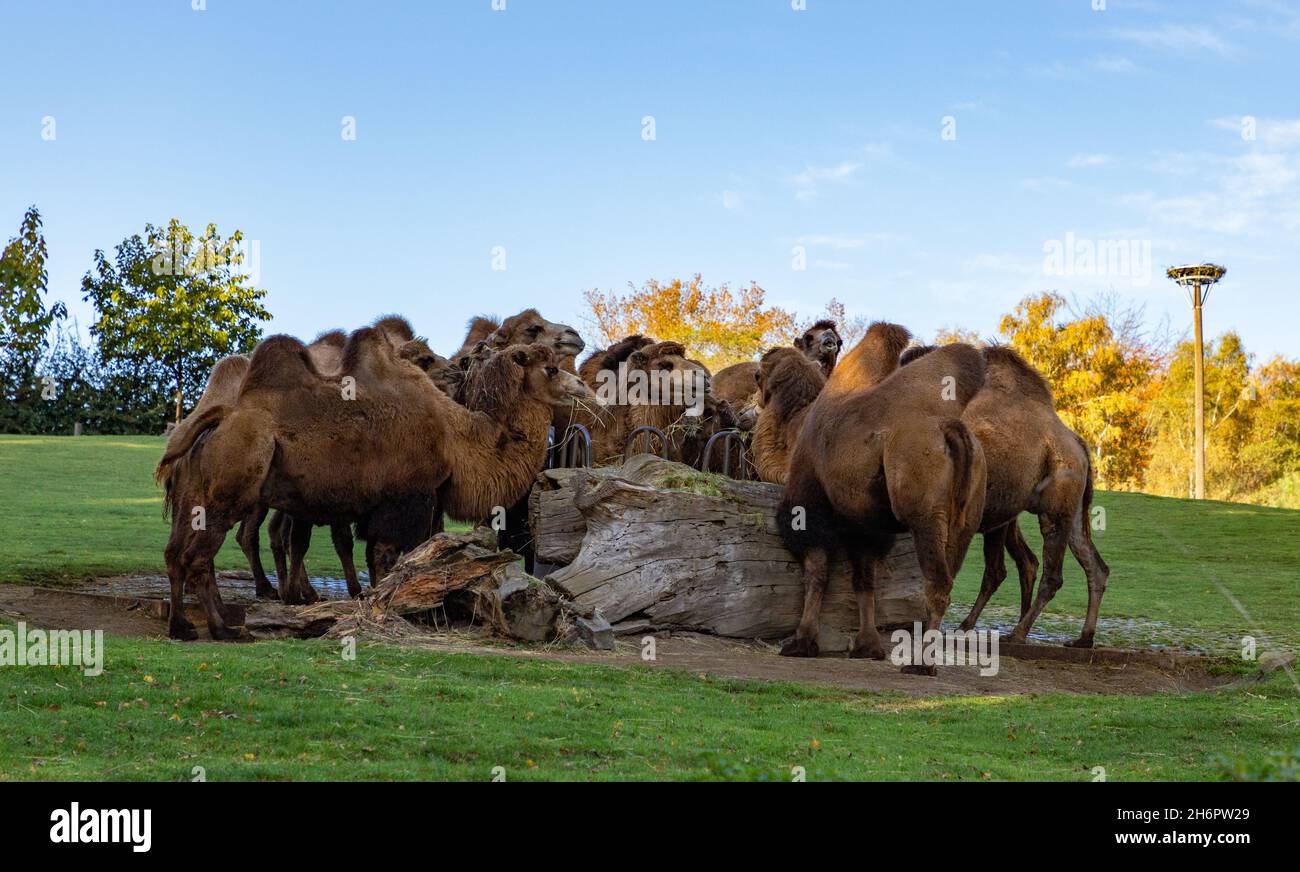 Une photo d'un groupe de chameaux Bactrian au zoo d'Ostrava. Banque D'Images