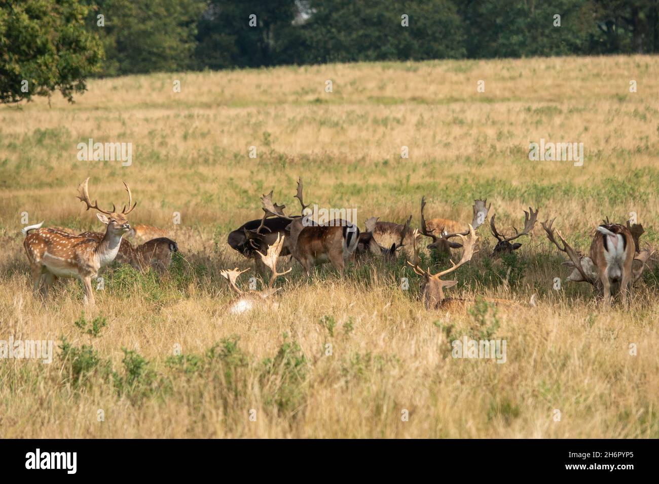 Enf cerf au soleil à Petworth Park, Angleterre Banque D'Images