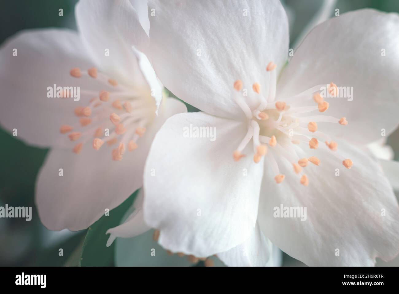 Fleurs blanches délicates de jasmin parmi les feuilles vertes. Vue avant, gros plan Banque D'Images