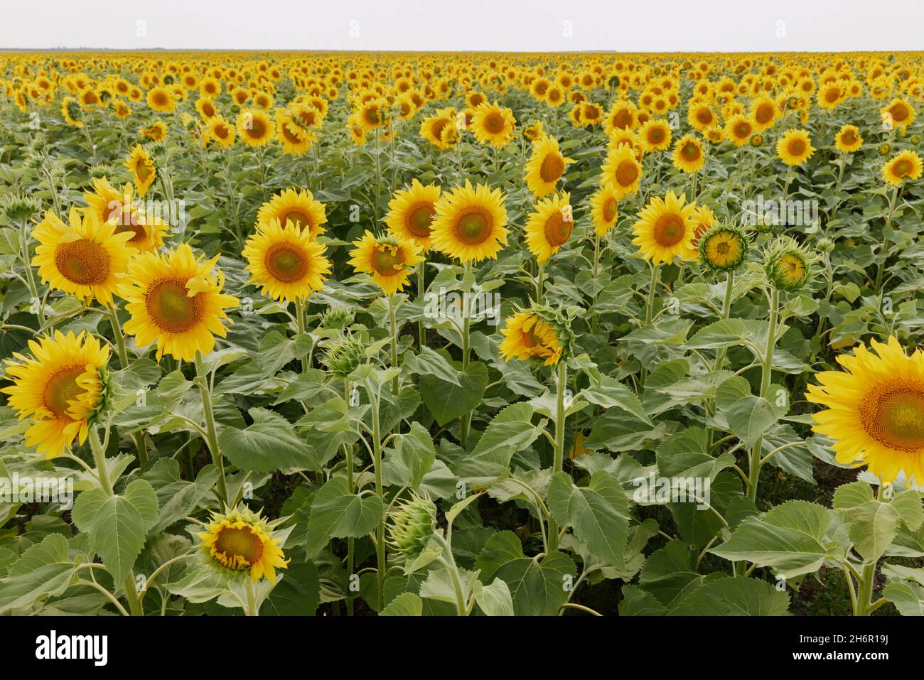 Fleur de tournesol jaune vif pendant la saison estivale de récolte du  soleil Photo Stock - Alamy