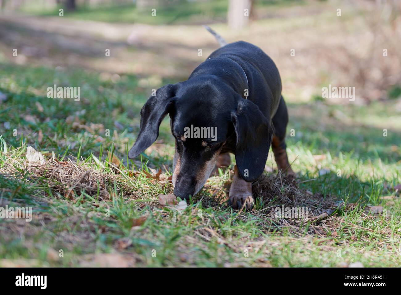 Joyeux vieux portrait de dachshund noir-brun.Dachshund race, chien de saucisse, Dachshund sur une promenade.Chien en arrière-plan d'été. Banque D'Images