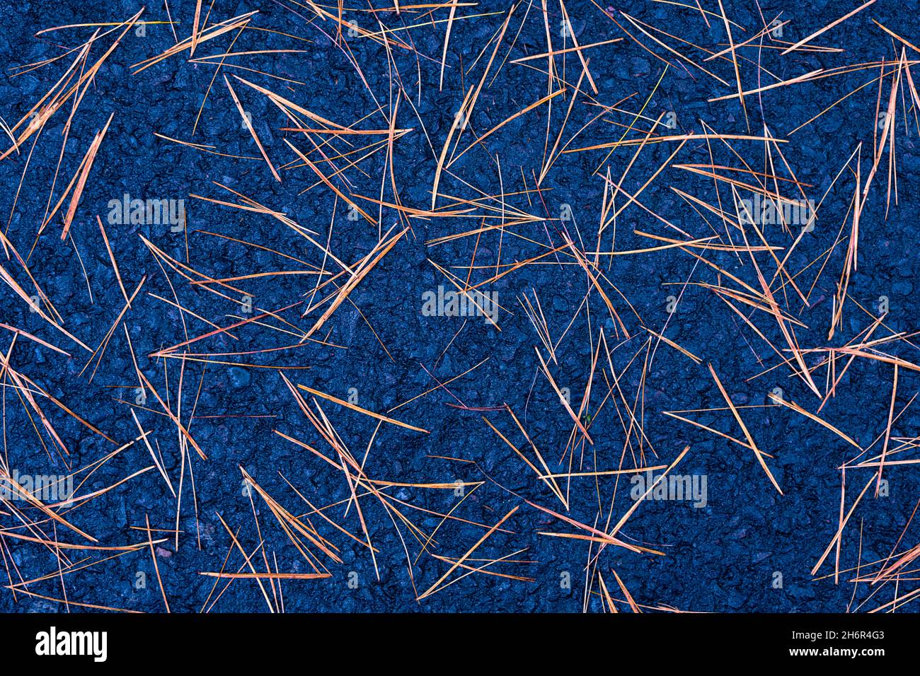 Aiguilles de pin sur une chaussée d'asphalte bleue Banque D'Images