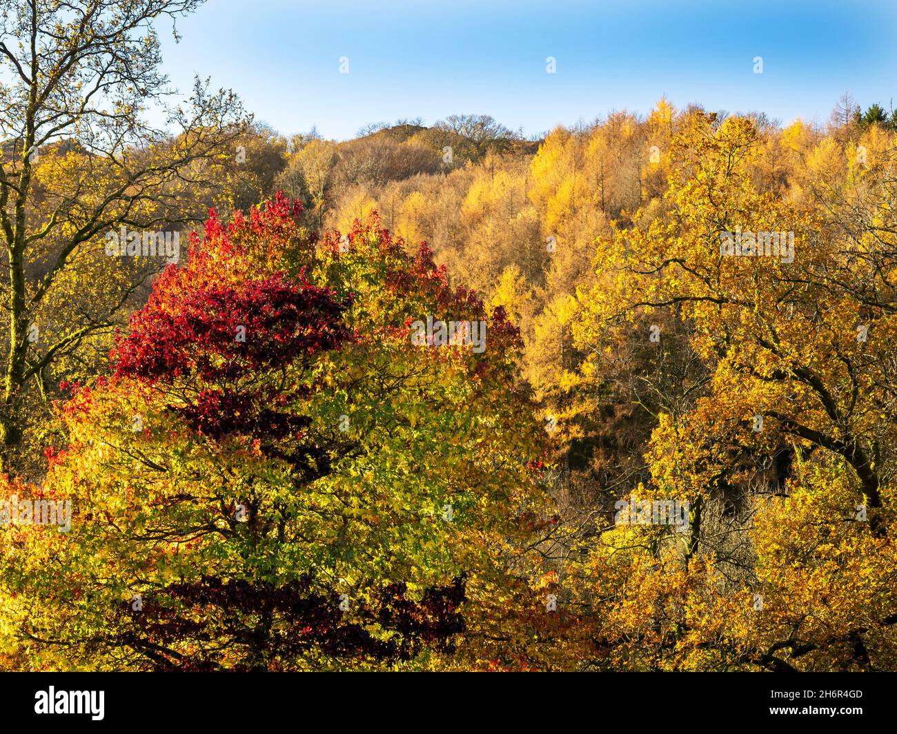 Couleurs d'automne d'un arbre Acer dans le parc Ambleside avec des arbres Oak et Larch, Lake District, Royaume-Uni. Banque D'Images
