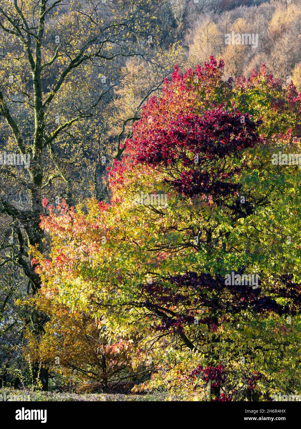 Couleurs d'automne d'un arbre Acer dans le parc Ambleside avec des arbres Oak et Larch, Lake District, Royaume-Uni. Banque D'Images