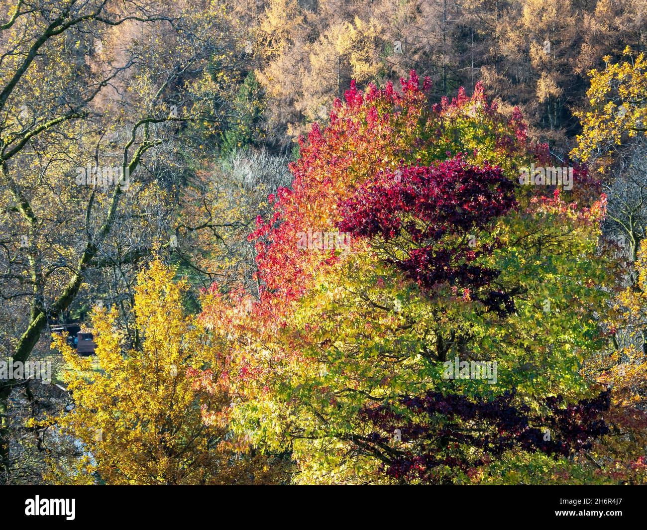 Couleurs d'automne d'un arbre Acer dans le parc Ambleside avec des arbres Oak et Larch, Lake District, Royaume-Uni. Banque D'Images