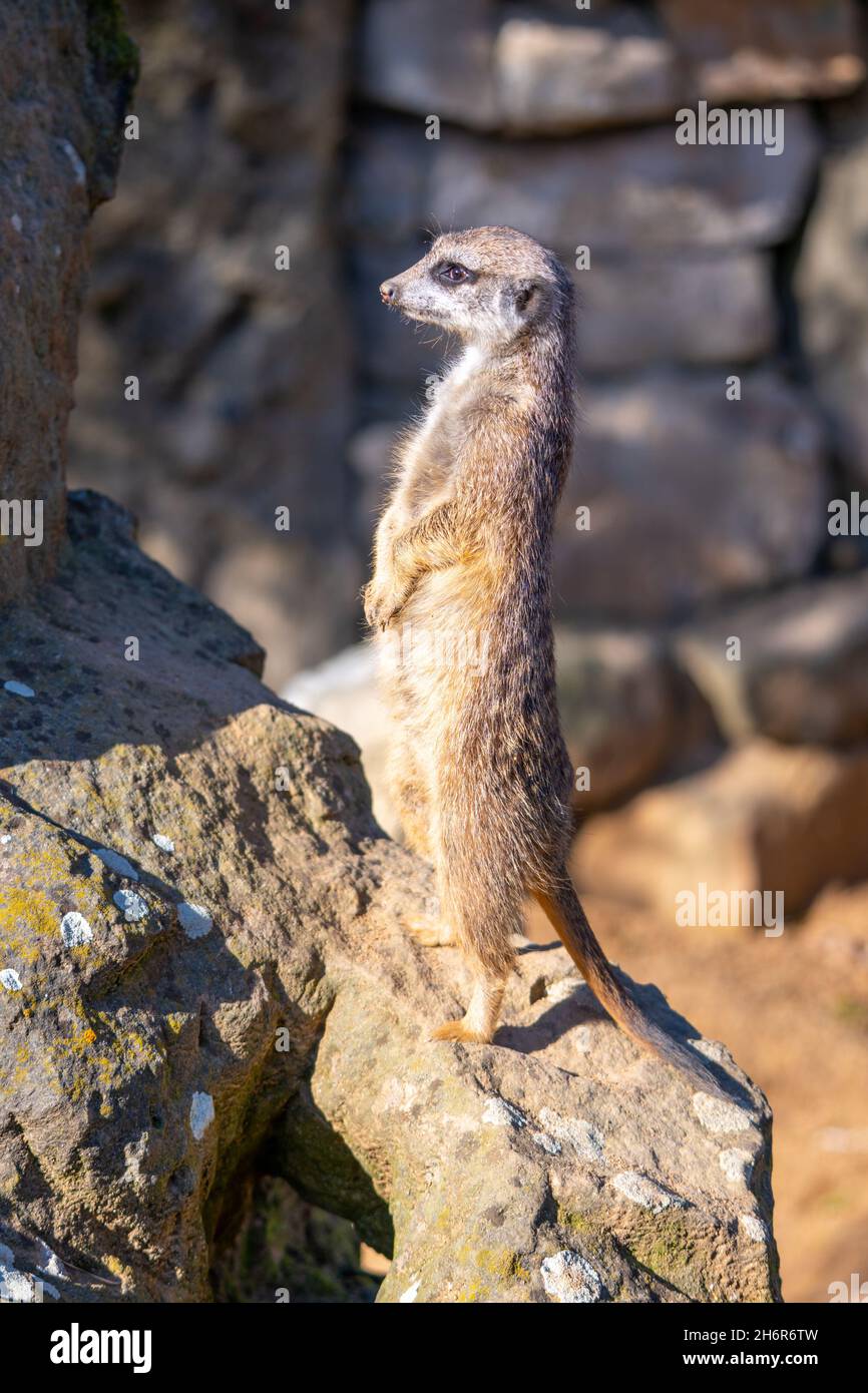 Vue détaillée de l'adorable meerkat Banque D'Images