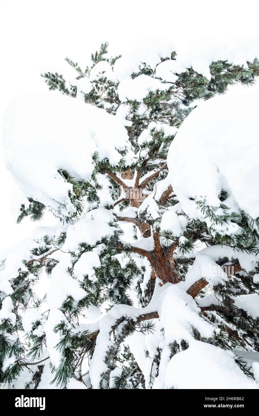 Neige dans une forêt de pins en hiver dans les montagnes de Riaño et de Mampodre dans le nord de l'Espagne.Pics européens. Banque D'Images